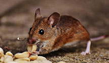 24 Hour & Emergency Exterminators in Middleport, PA